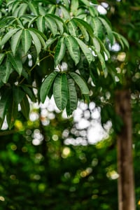 Green Leaves: Center and Rear Bokeh of Tamron G2