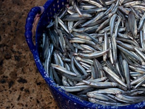 Rổ cá cơm