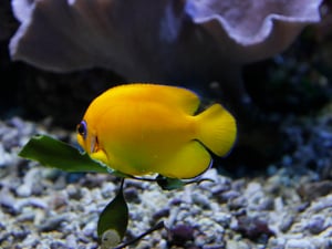 Lemonpeel Angelfish