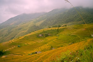 Terraced Field