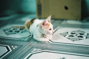 Cat with little bell