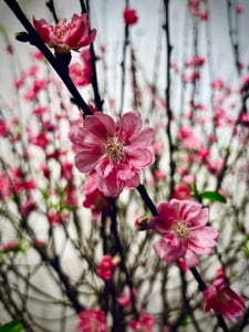 Hoa Đào Tết