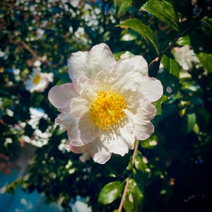 Japanese Camellia