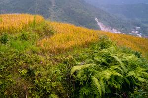 Golden rice field on mountain