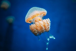 Glowing Jellyfish / Con sứa trong suốt