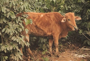 Chú bò