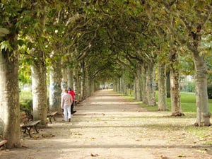 Lối đi giữa 2 hàng cây