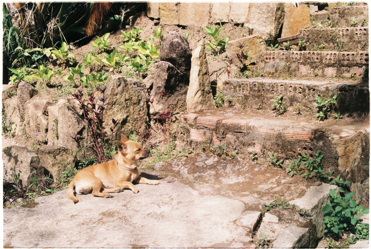 Em cún đang canh gác bên bậc thang