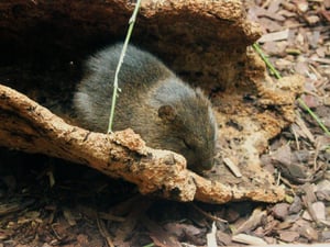 Chú chuột đang ngủ