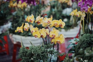 Yellow Orchids