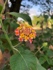 Hoa ngũ sắc