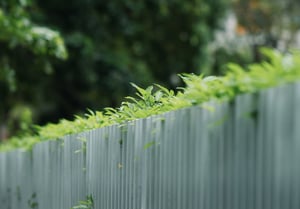 A green leaf fence.