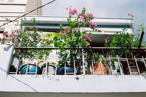 Hoa giấy trên ban công