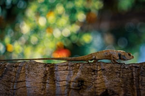 Running Lizard