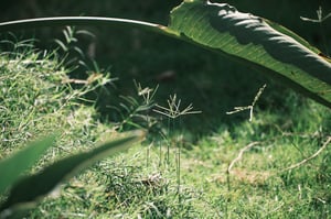 Lá chuối và Cỏ dại / Wild Grass