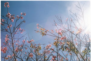 Những cành hoa mai anh đào dưới nắng xuân