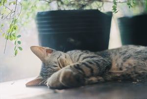 Sleeping tabby cat