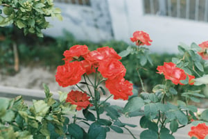 Chùm hoa hồng đỏ