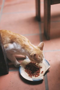 Ginger cat eating dry food from a ceramic plate