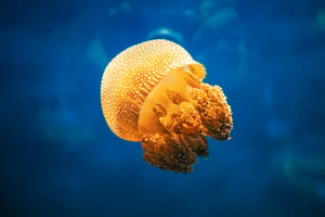 Glowing Jellyfish / Con sứa lung linh