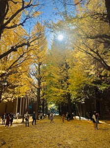 Fall at Tokyo University (Todai)