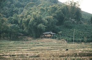 Một cánh đồng lúa khô ở Sơn La