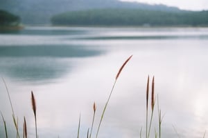 Bông cỏ bên bờ hồ