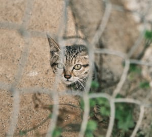 A kitten