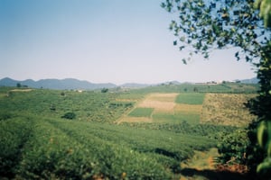 Thung lũng xanh biếc