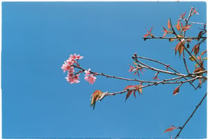 Spring blossom under blue sky wallpapper