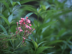 Flowering Rush