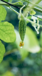 Giọt sương đọng trên một quả dưa chuột