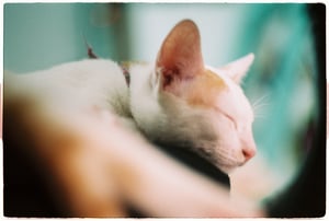 A sleeping cat