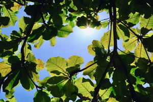 Tree canopy