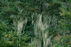 Mảng địa y ren (lace lichen) bám trên cành cây