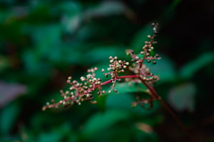 American Pokeweed