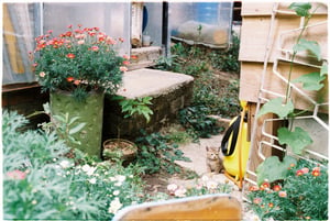 Little kitten, little garden