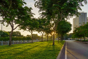 Ánh nắng chiếu rọi qua hàng cây