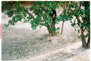 Small green tree in a garden with fallen leaves on the ground