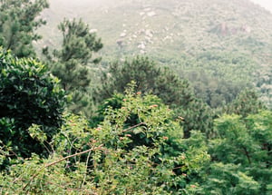 Wildflowers blooming on a misty mountain