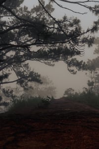 Sương mờ qua những lá cây