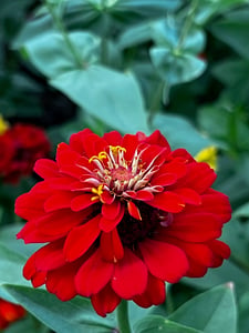 A red flower