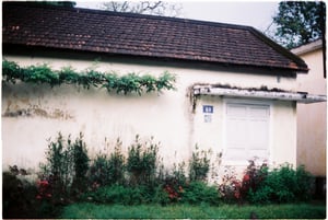 Hoa cỏ bên tường nhà