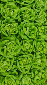 Butterhead Lettuce
