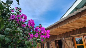 Hoa giấy bên mái hiên nhà