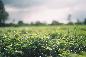 Những lá chè non vươn mình đón nắng sớm