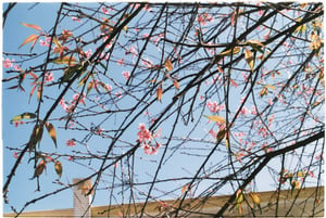 Spring blossom under blue sky wallpapper