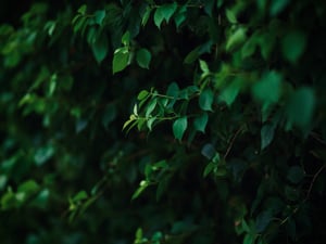 Green Leaf Wallpaper