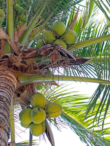 Coconuts