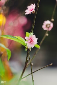 Northen Blossom on Tet Holiday